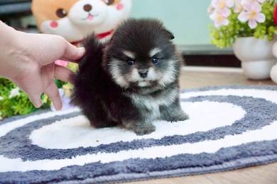 Pomeranian puppies 