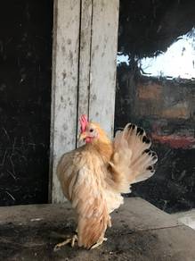 Ayam serama