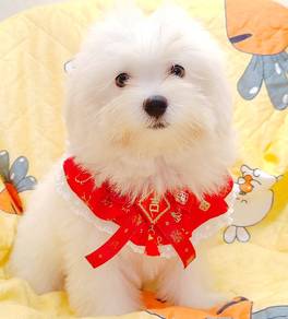 Maltipoo