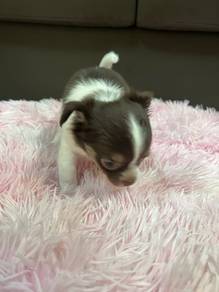 chihuahua puppies for sales