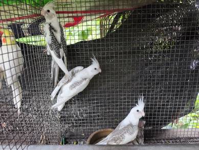 burung cockatiel 