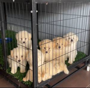 tiny Pom poo puppies