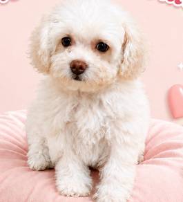 Bichon X poodle
