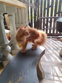 Maincoon Purebred