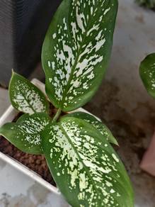 Healthy Dieffenbachia