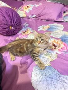 parsian mix mainecoon