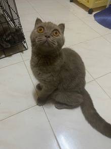 scottish fold