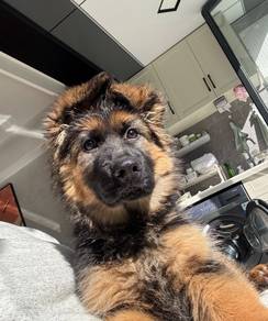 German Shepherd