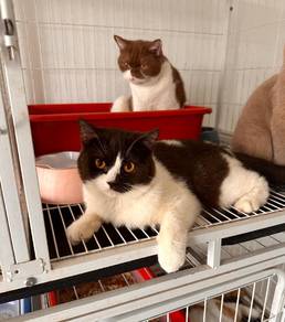 Bicolor Black BSH carry Cinnamon 