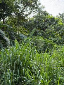 Zero-Lot Bungalow For Sale in Sungai Penchala,KUL