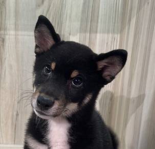 Shiba Inu Dog for Sale