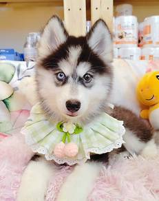 Husky