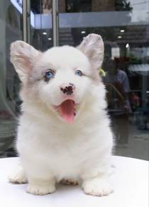 corgi