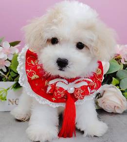 Maltipoo