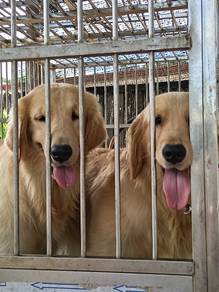 golden retriever 