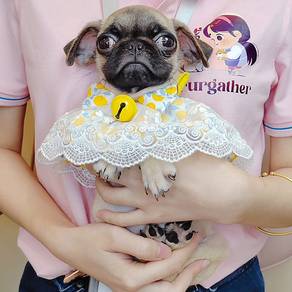 Pug