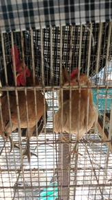 ayam serama 