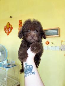 Tiny size poodle special cola color promo price