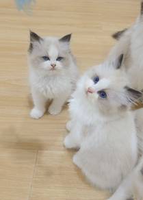 ragdoll