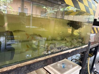 ikan untuk dijual