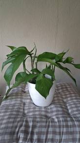 monstera minima