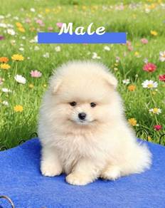 tiny Pomeranian