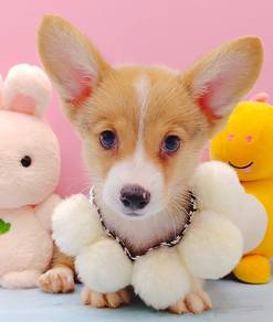 Corgi