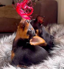 mini pinscher v