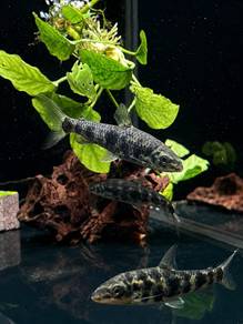 Eight Spotted Leporinus