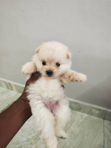 Pomeranian puppies 