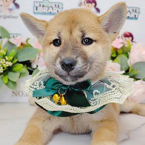 Shiba Inu