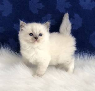 Ragdoll pure 