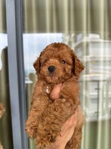 toy poodle 5