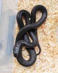 Mbk King Snake 