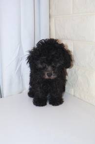 J0438 Grey Poodle Fluffy Round Face Puppy