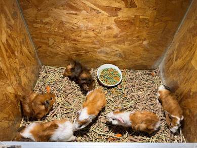 Abyssinian Guinea Pig