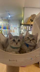 British Shorthair