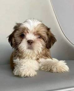 B228 Patter-pawed Shihpoo / Fluffy / Teddy Face /