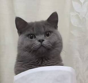 Blue British Shorthair Mating Service