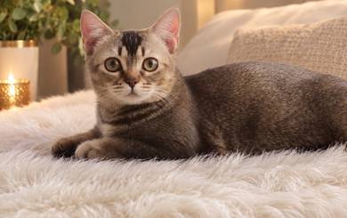 Munchkin short legs 