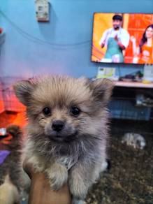teacup Pomeranian puppies 