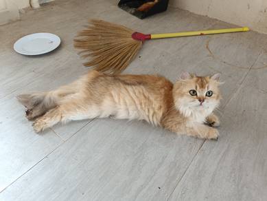 British Longhair ny25 female proven