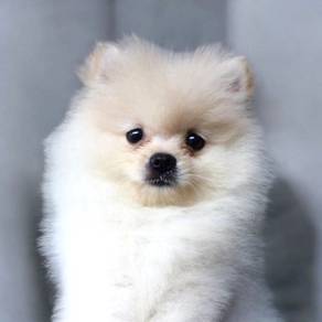 Pomeranian pure white bear face male