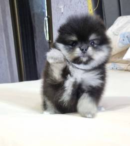 POMERANIAN PUPPIES A139 🌻 Available Boy-Girl