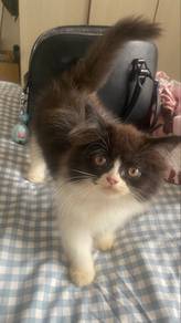 Kitten for Adopt Mixed Flat Face & American Cur