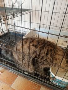 bulu kembang telinga kontot