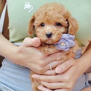 Poodle