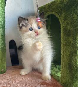 seal Bicolor ragdoll