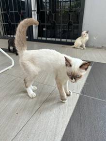 Siamese - mix
