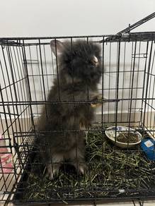 rabbit